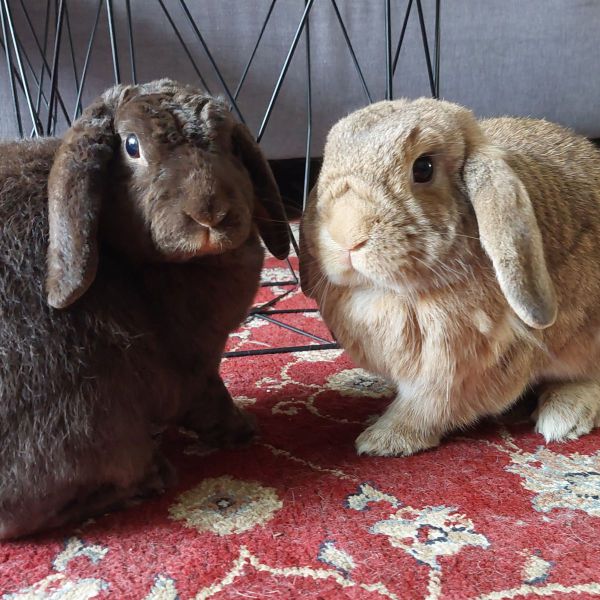 Clyde, Bunnie uit Den Haag zoekt een Knaagdierenoppas