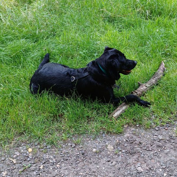 Hondenoppas Margo uit Middenbeemster