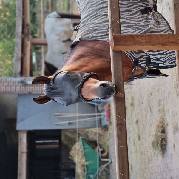 Wimpy uit Groesbeek zoekt een Paardenverzorger