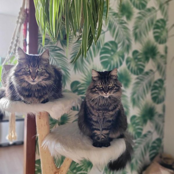Lizzy, Kaatje uit Tilburg zoekt een Kattenoppas