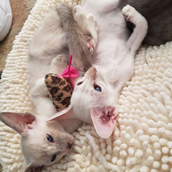 Pipke, Sofie uit Cuijk zoekt een Kattenoppas
