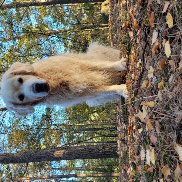 Apollo uit Eerbeek zoekt een Hondenoppas