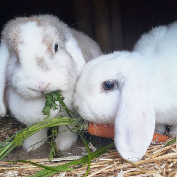 Knaagdierenoppas Fleur uit Nootdorp