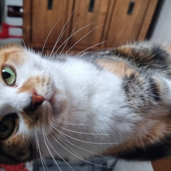 Luna uit Helwijk zoekt een Kattenoppas