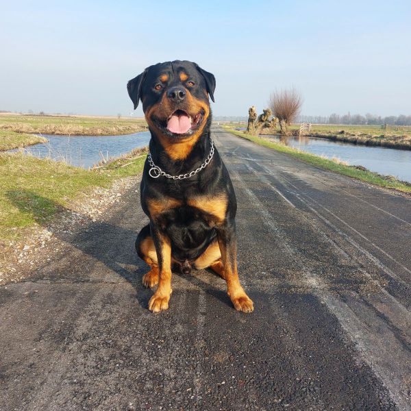 Shadow uit Bergambacht zoekt een Hondenoppas