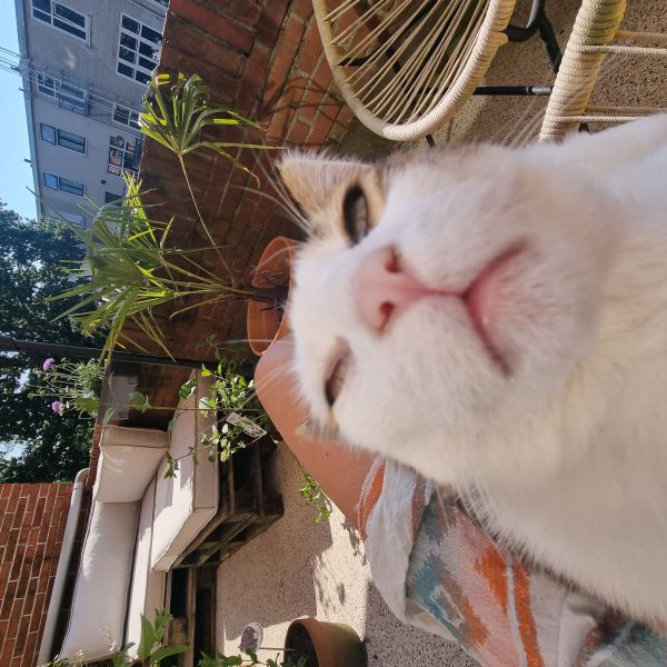 Kwartel uit Groningen zoekt een Kattenoppas