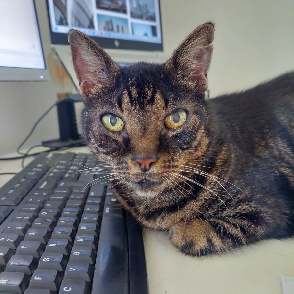 Lou uit Breda zoekt een Kattenoppas