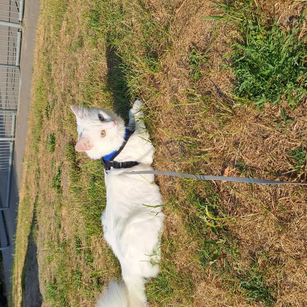 Kadif, Choupette uit Steenwijk zoekt een Kattenoppas