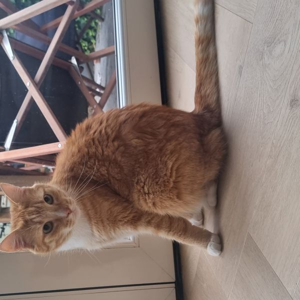 Biggie, Bazoo uit Amsterdam zoekt een Kattenoppas