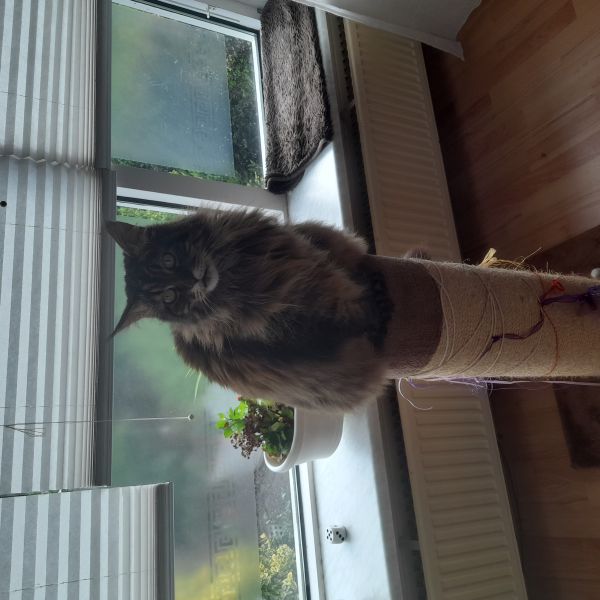 Zifra uit Sumar zoekt een Kattenoppas