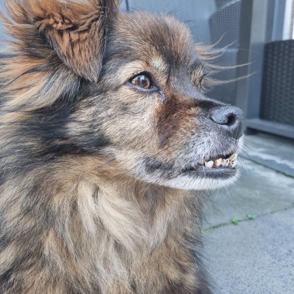 Bailey uit Kampen zoekt een Hondenoppas