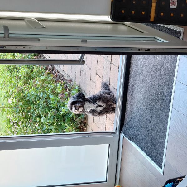 Mikky uit Breda zoekt een Hondenoppas