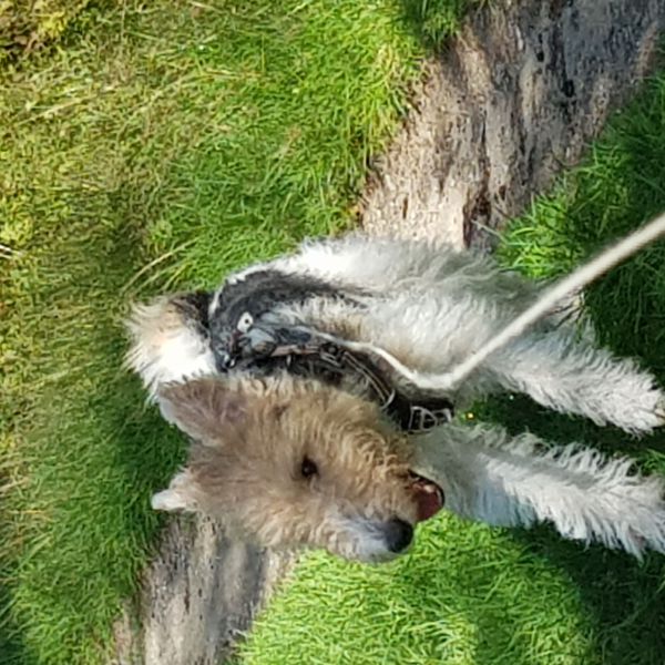 Willow uit Zeist zoekt een Hondenoppas