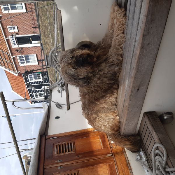 Chefke uit Grootebroek zoekt een Hondenoppas