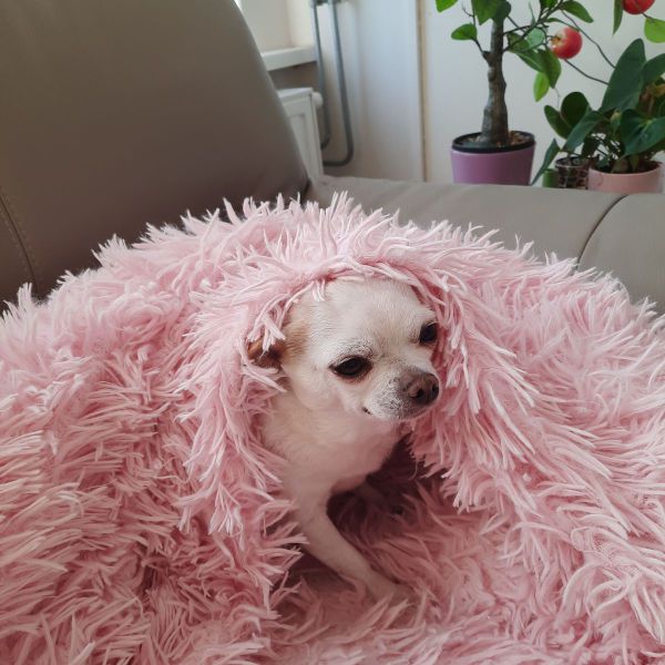 Hondenoppas Amber uit Krimpen Aan Den Ijssel