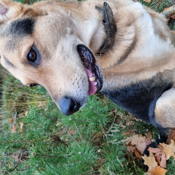 Balou uit Eerbeek zoekt een Hondenoppas