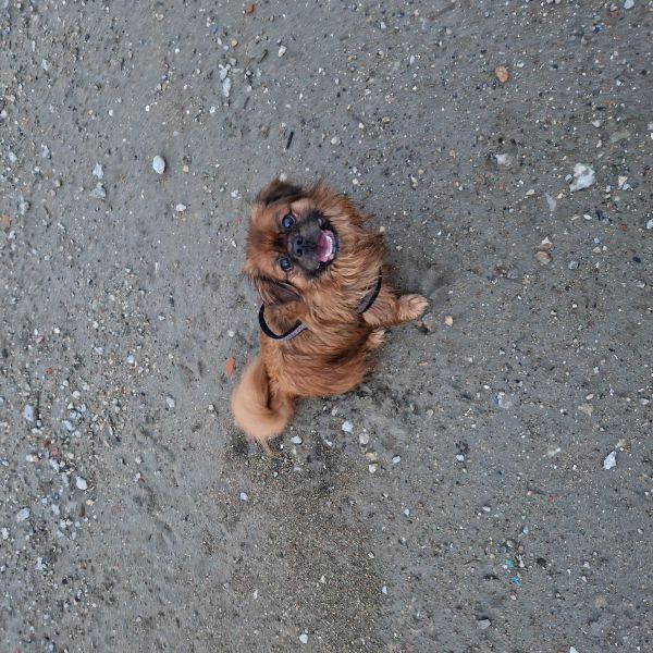 Rocky uit Vlissingen zoekt een Hondenoppas