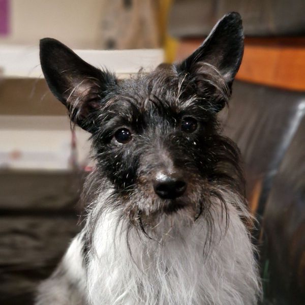 Daisy uit Ommen zoekt een Hondenoppas