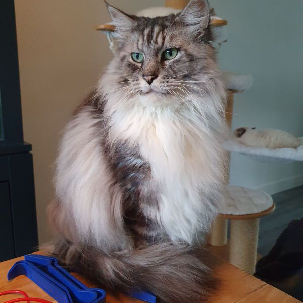 Kattenoppas Henriette uit Nijeveen