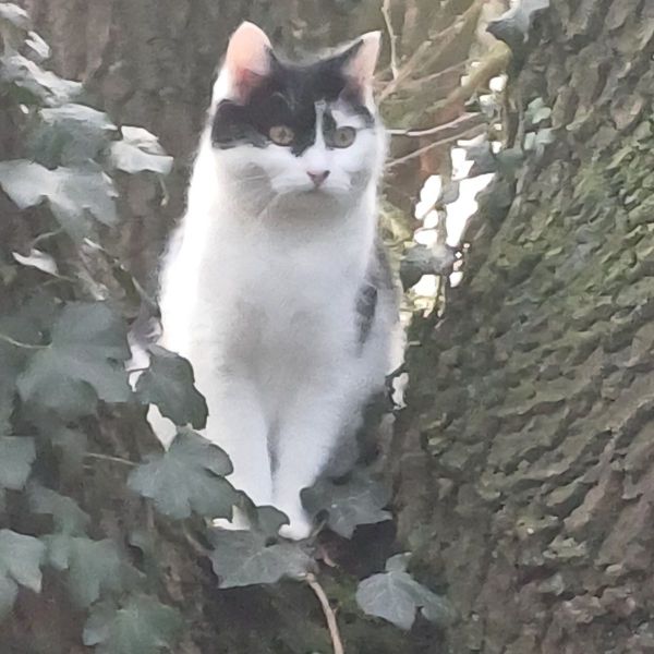 Huisdierenoppas Helmi uit Deurne