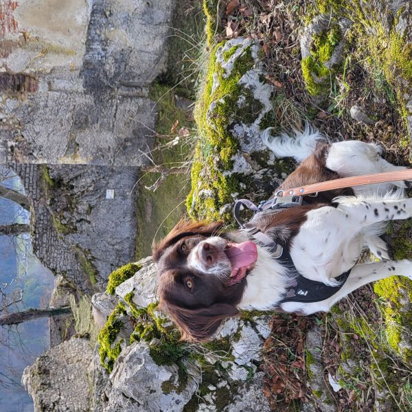 Laika, Milou uit Schalkwijk zoekt een Hondenoppas