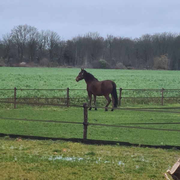Huisdierenoppas Jeniek uit Dedemsvaart
