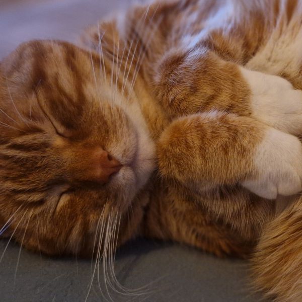 Jeppe uit Utrecht zoekt een Kattenoppas