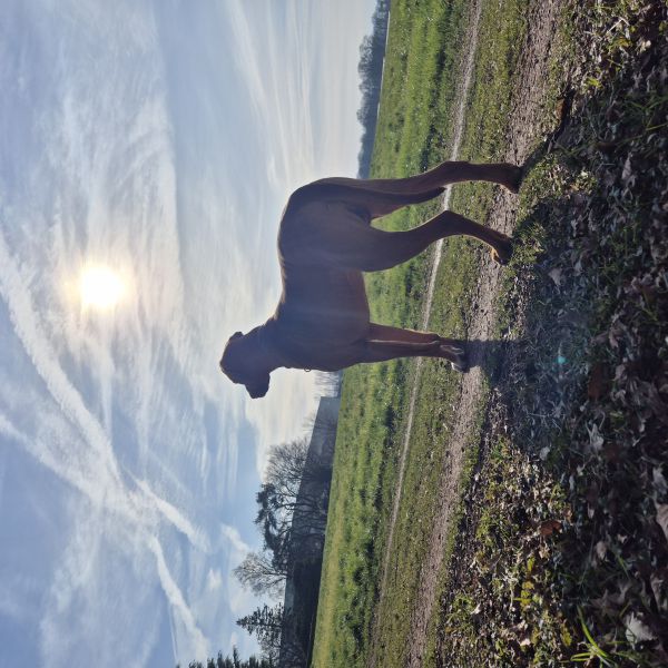 Mhambi uit Winterswijk zoekt een Hondenoppas