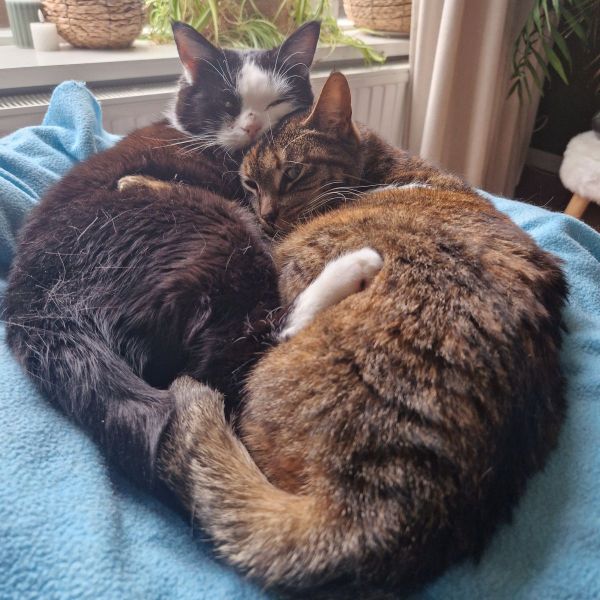 Govert, Gijsje uit Hilversum zoekt een Kattenoppas