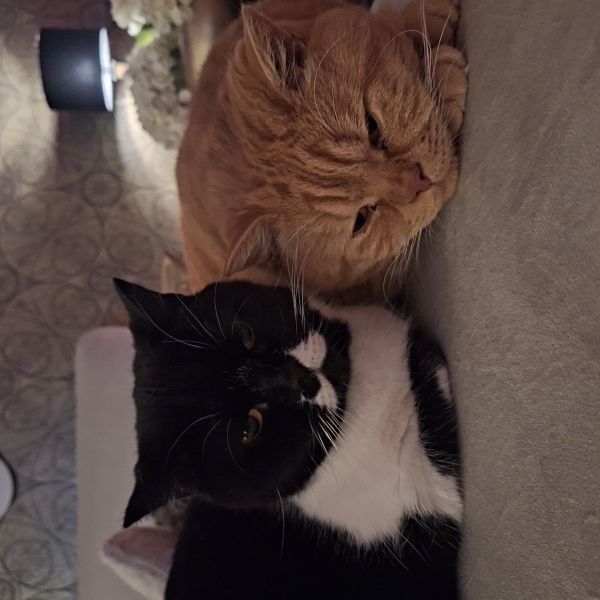Puk en willem uit Barendrecht zoekt een Kattenoppas