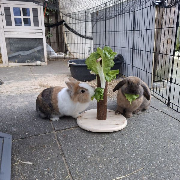 Muis, Pluis uit Zwartebroek zoekt een Knaagdierenoppas