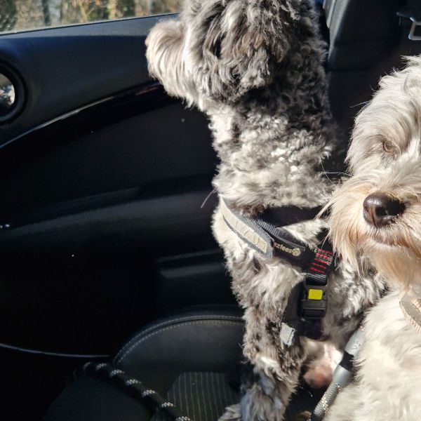 Scottie (m) en Marley (v) uit Apeldoorn zoekt een Hondenoppas
