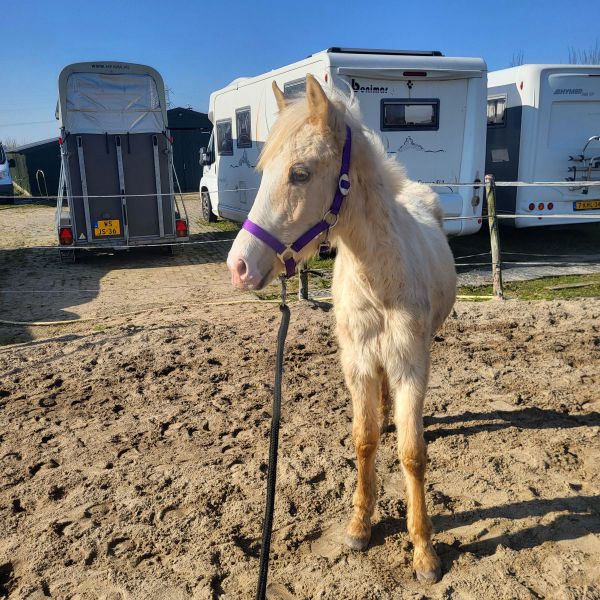 Huisdierenoppas Amy uit Lutjebroek