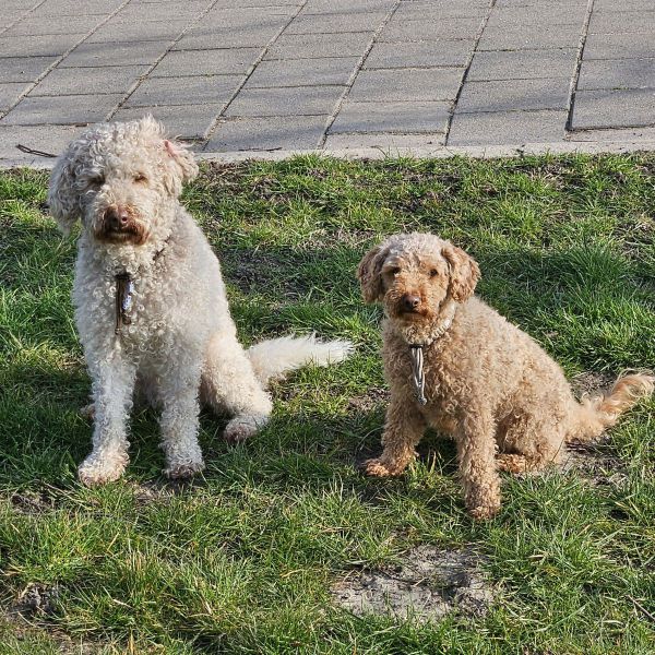 Hondenoppas Inge uit Hoofddorp