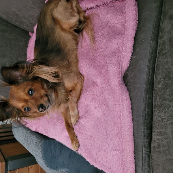 Vera uit Enschede zoekt een Hondenoppas