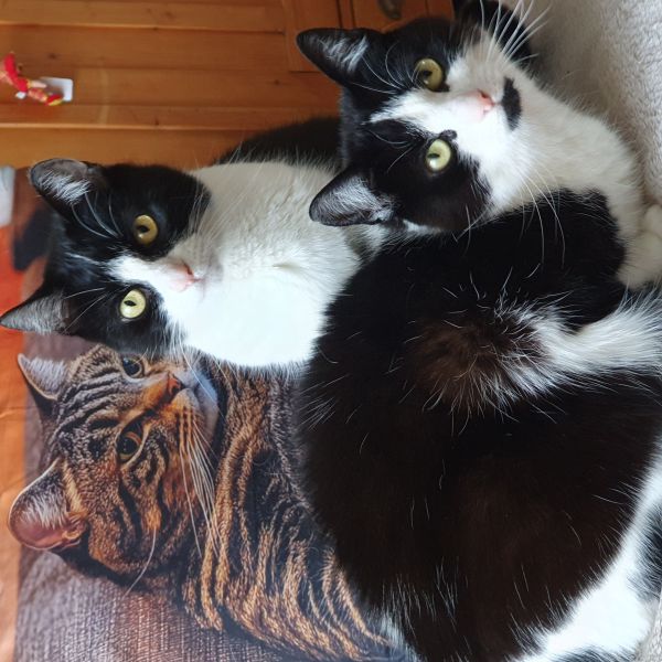 Pippi en Kiki 2 zusjes, Pippi en Kiki uit Kaatsheuvel zoekt een Kattenoppas