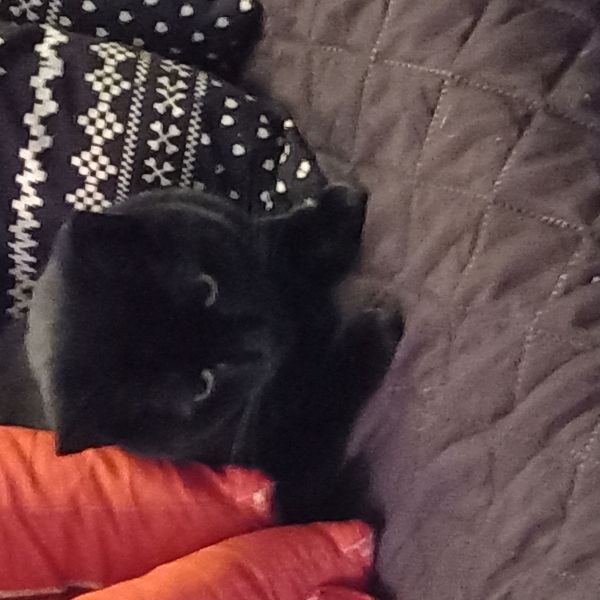 Manja uit Numansdorp zoekt een Kattenoppas