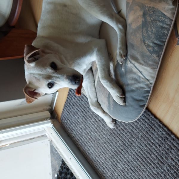 Binky uit Amsterdam zoekt een Hondenoppas