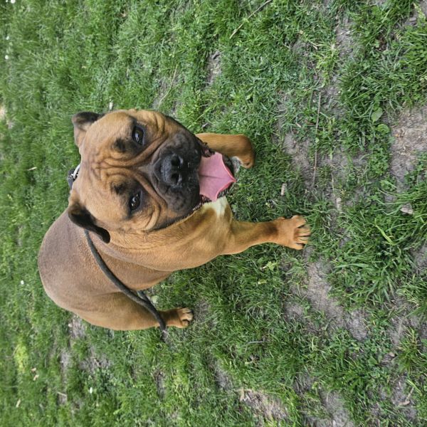 Luna uit Utrecht zoekt een Hondenoppas