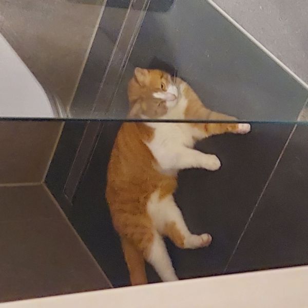 Cor uit Harderwijk zoekt een Kattenoppas