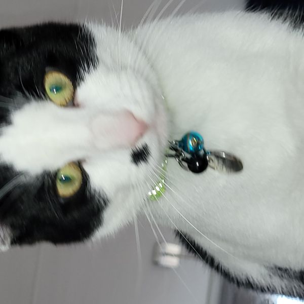 Gizmo, Pandora uit Zwartsluis zoekt een Kattenoppas