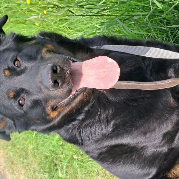 Floyd uit Dordrecht zoekt een Hondenoppas