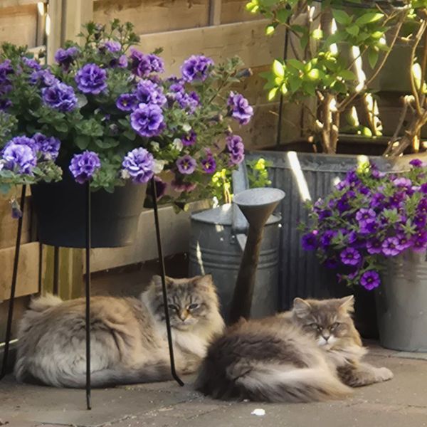 Yuna, Senja uit Maasland zoekt een Kattenoppas