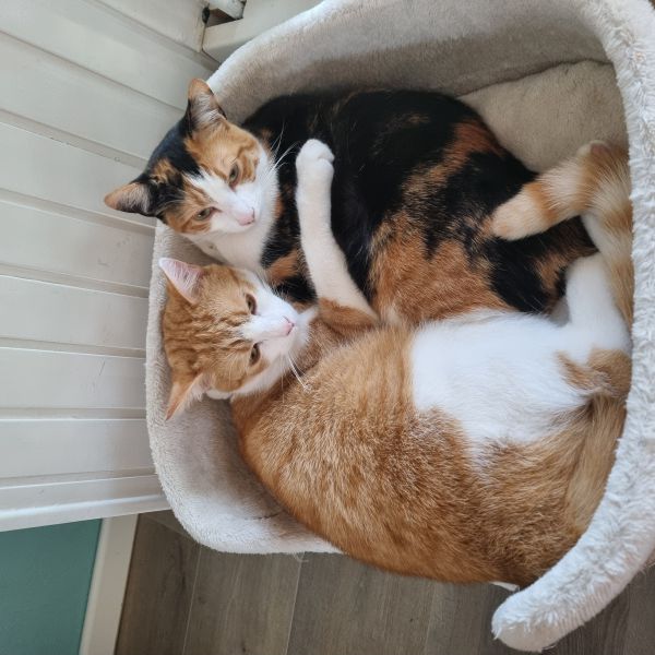 Tommy, Indy uit Zoetermeer zoekt een Kattenoppas
