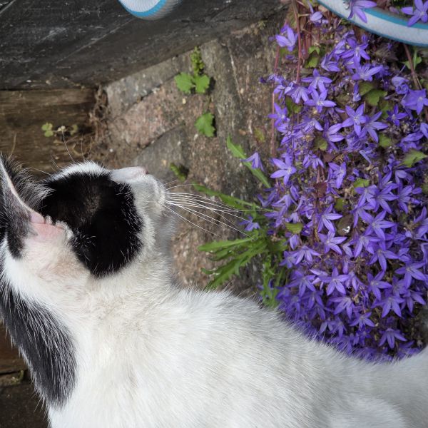 Ibel uit De Zilk zoekt een Kattenoppas