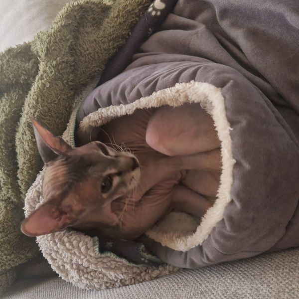 Mila uit 'S Gravenmoer zoekt een Kattenoppas