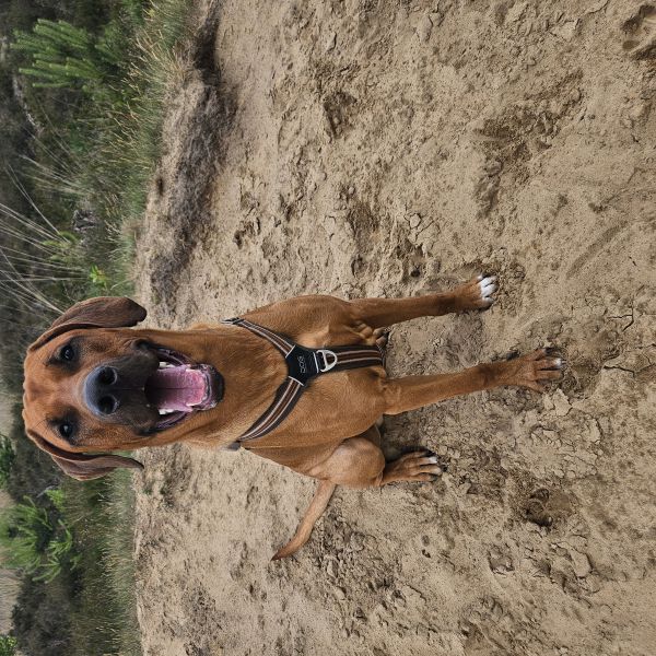 Romeo uit Duiven zoekt een Hondenoppas