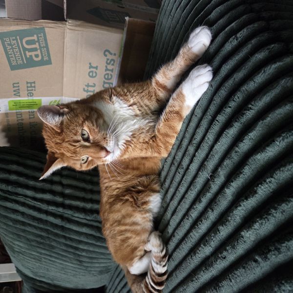 Mees, Siepie uit Elst zoekt een Kattenoppas
