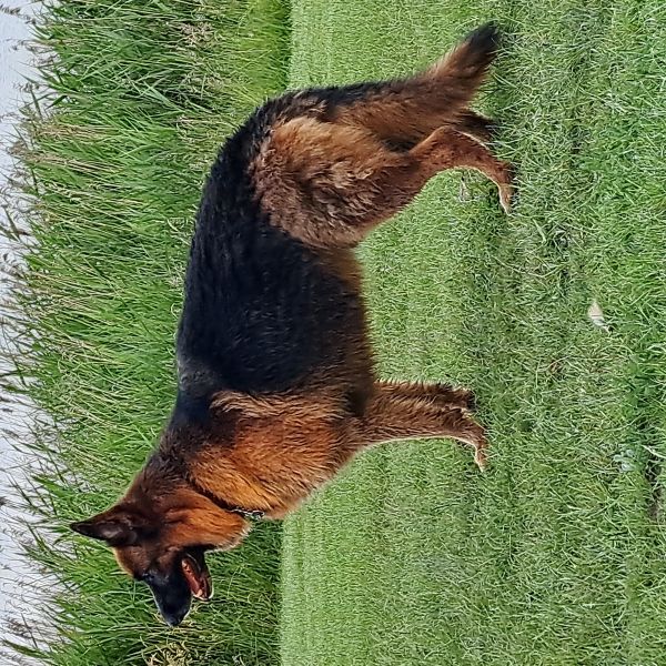 Sam uit Zuidveen zoekt een Hondenoppas