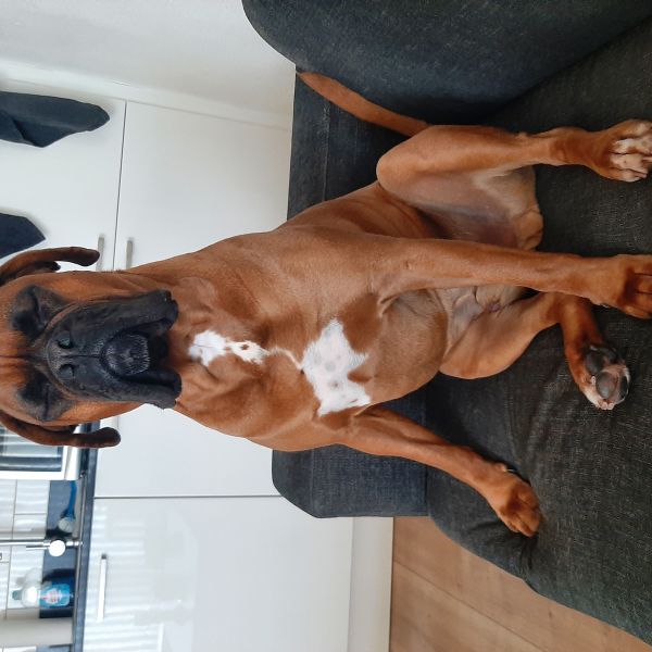 Rocky uit Schiedam zoekt een Hondenoppas